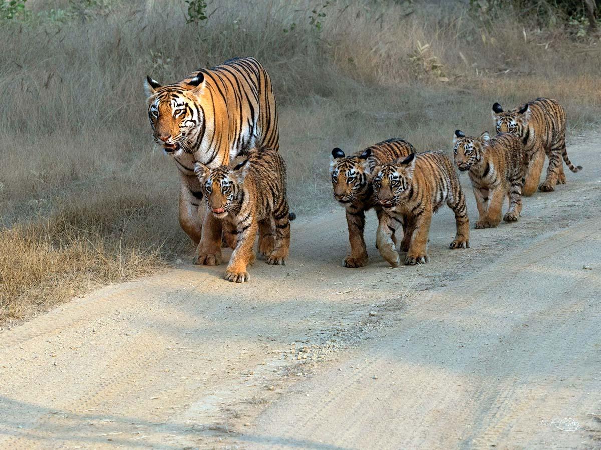 The F2 tigress with her five cubs