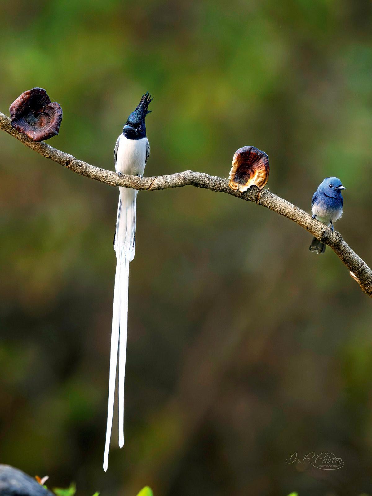 The Asian Paradise Flycatcher and Black-Naped Monarch