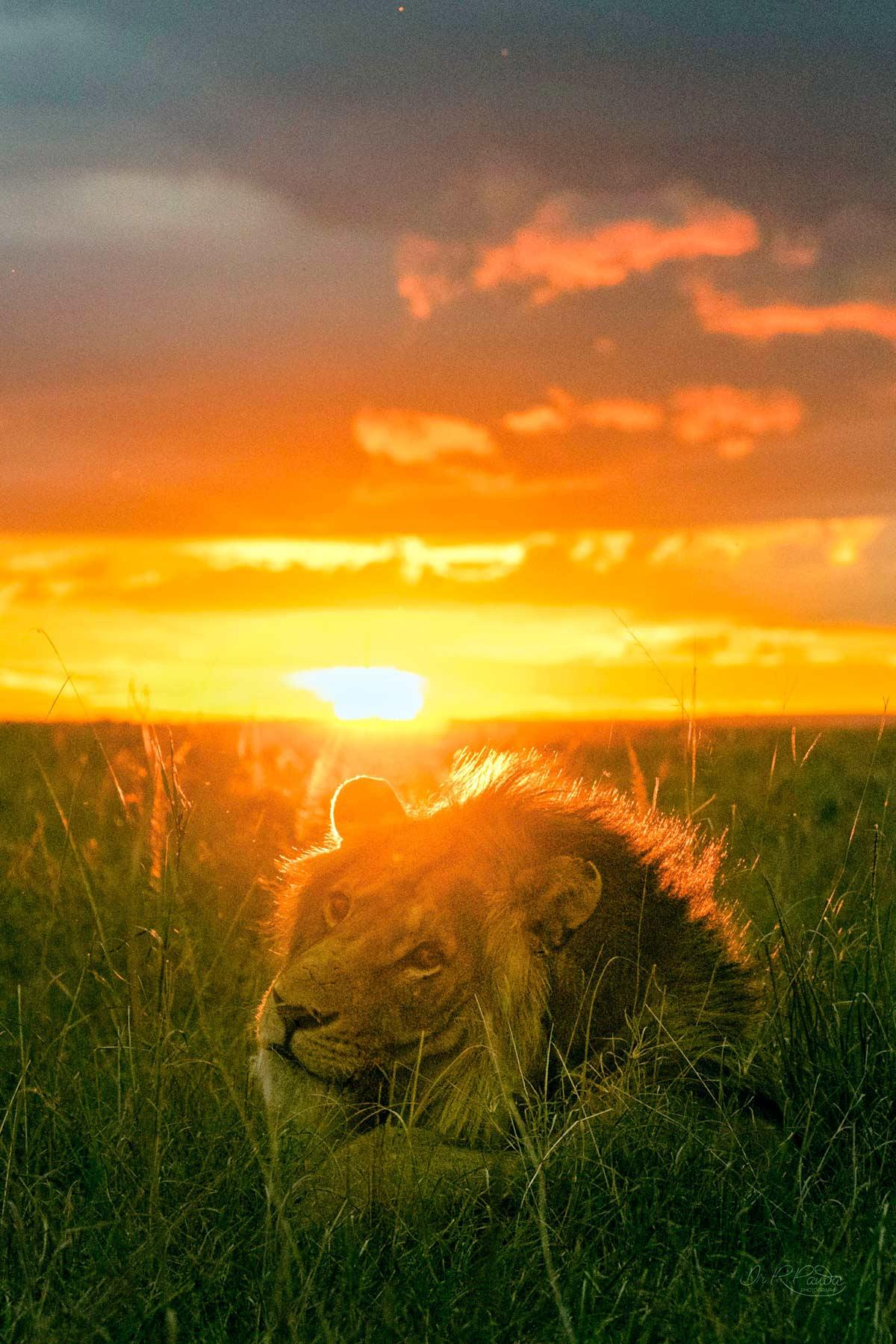 An African lion