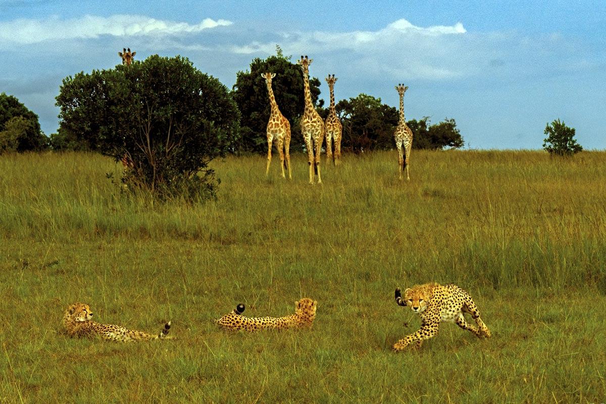 Cheetah cubs watched by giraffes