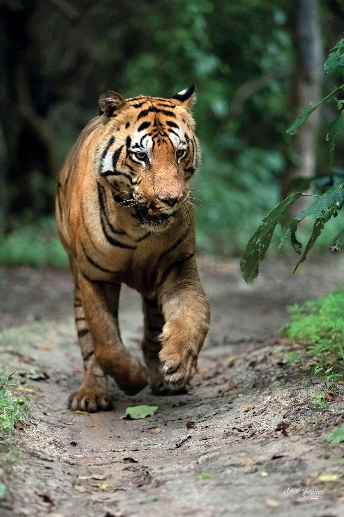 Chota Matka, the tiger