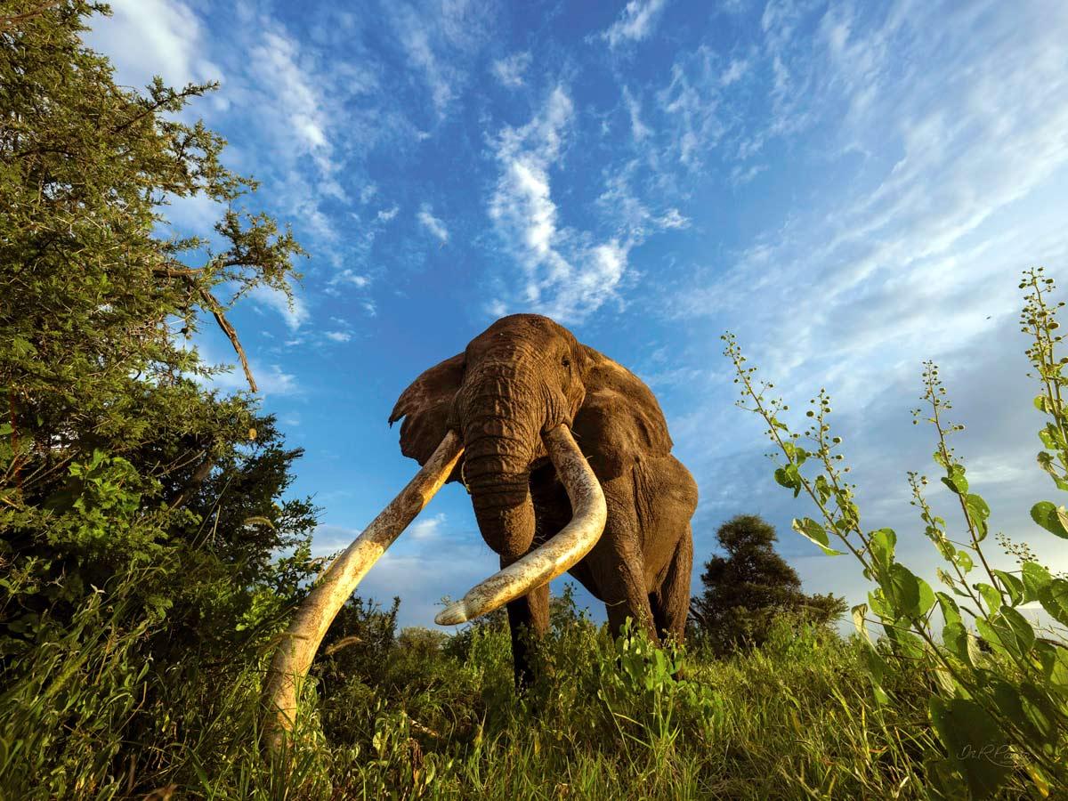 Craig, one of Africa's last super tuskers