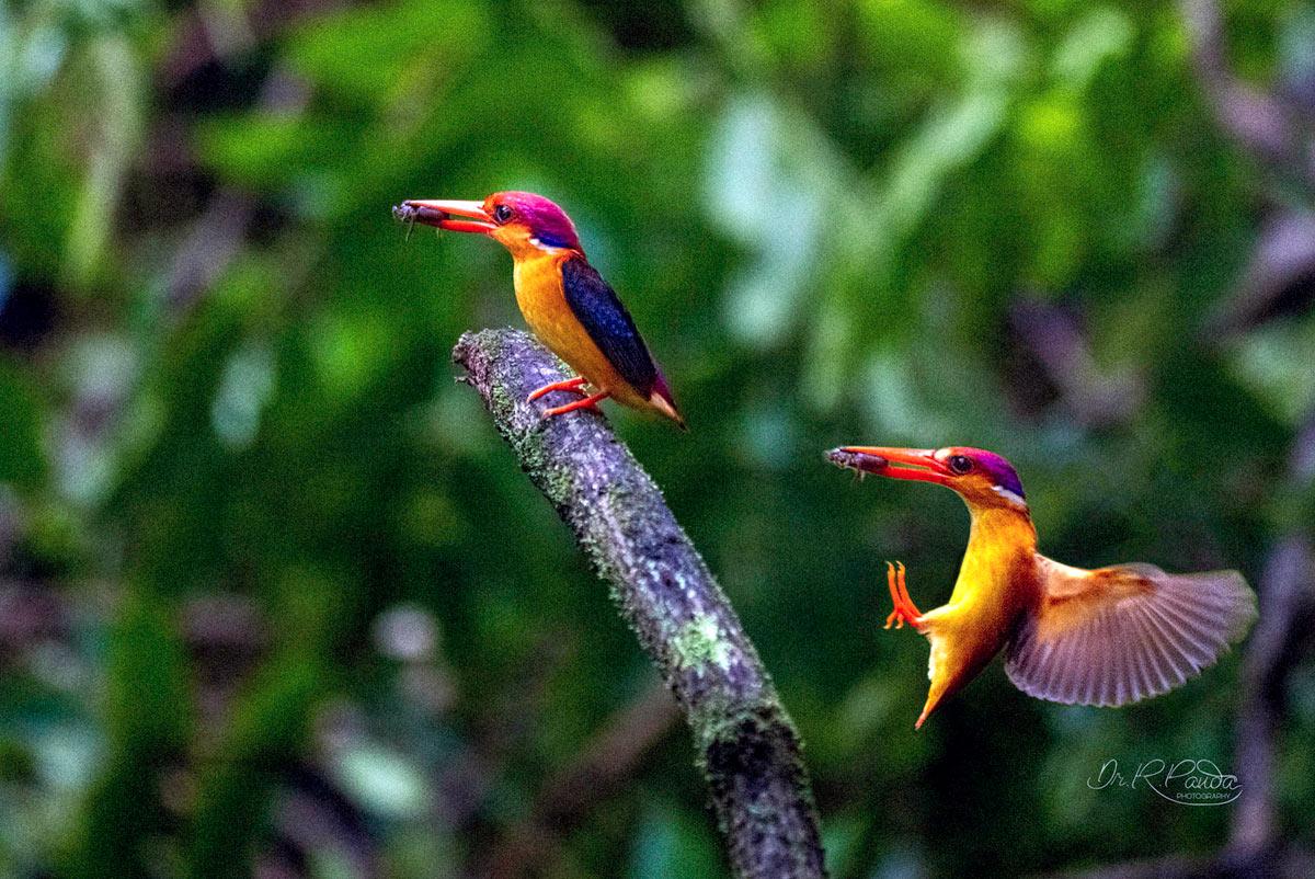 The Black-Backed Dwarf Kingfisher