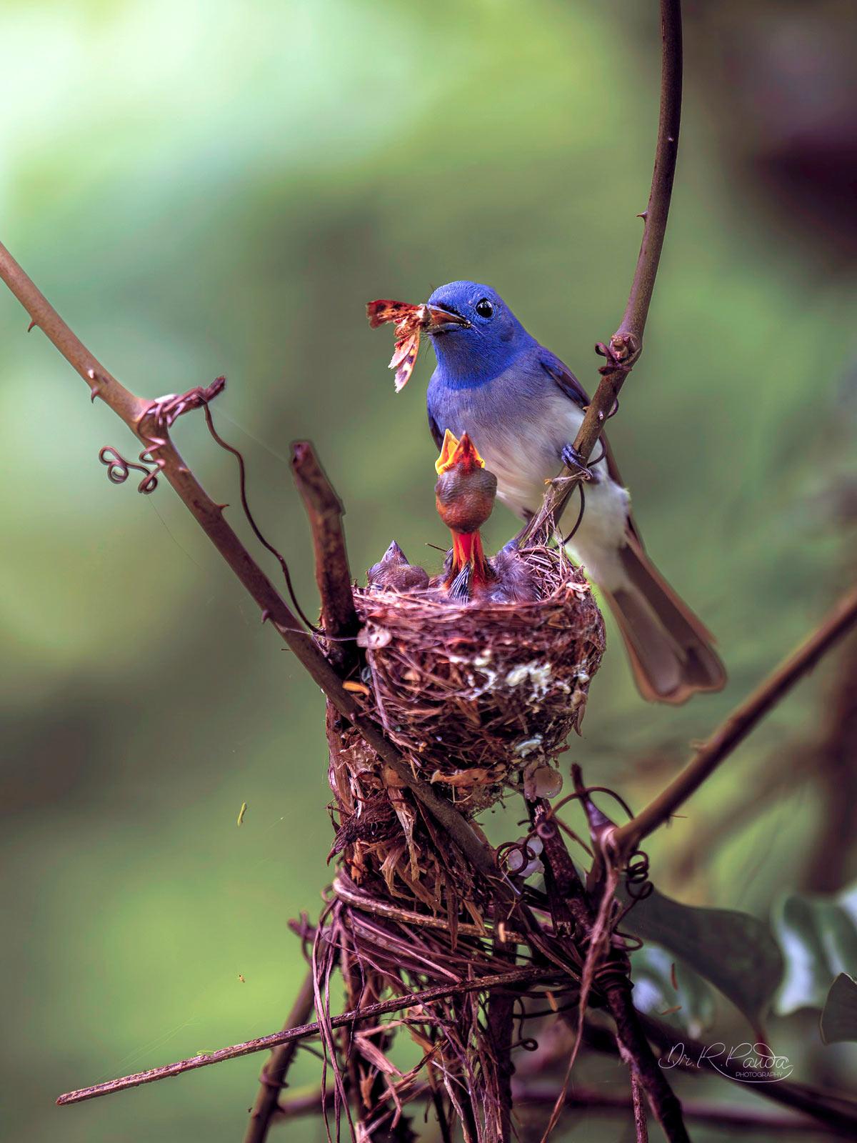 The Black-Naped Monarch