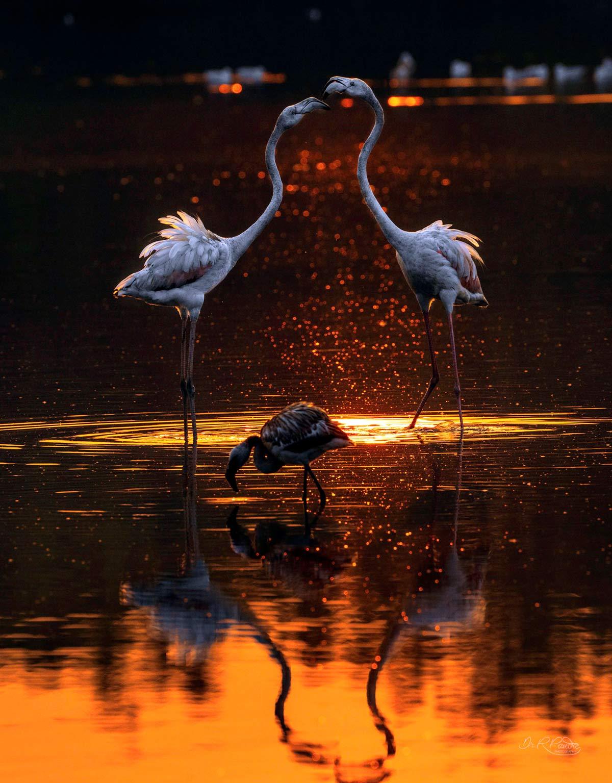 Greater Flamingos