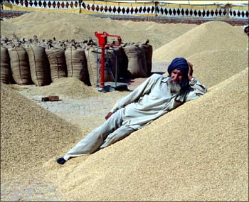 A farmer rests on the heap of paddy.
