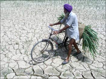 A Sikh farmer walks through a parched paddy field.