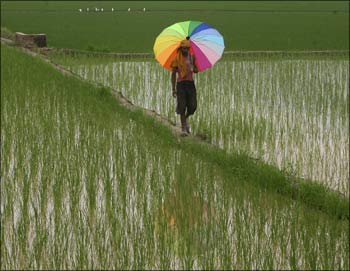 A labourer walks through a paddy field in the village of Bhootgarh in Punjab.