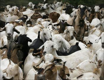 Goats gather to drink water at a community dam.