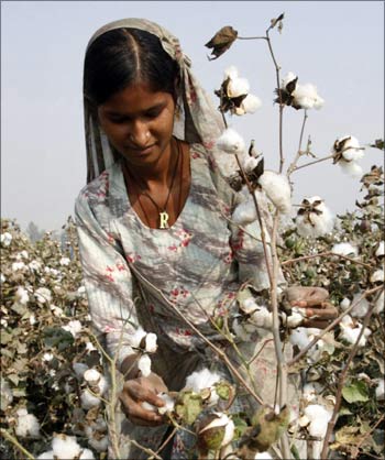 A woman picks cotton at a field in Multan, Pakistan.
