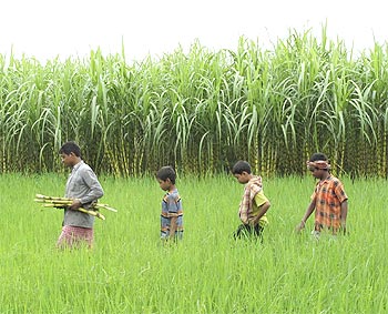Farmers walk through a field.