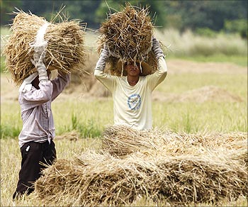 Farmers harvest rice.