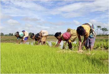 Farmers plant saplings in their rice field near Ranchi.
