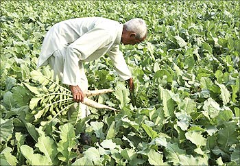 A farmer works on his vegetable field on the outskirts of Jammu.