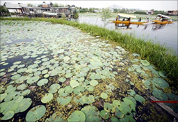 Boatmen row their boats past lotus leaves in the Dal Lake in Srinagar.