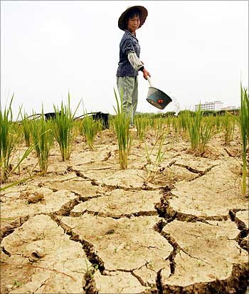A Chinese farmer waters dry fields on the outskirts of Guangzhou in China.