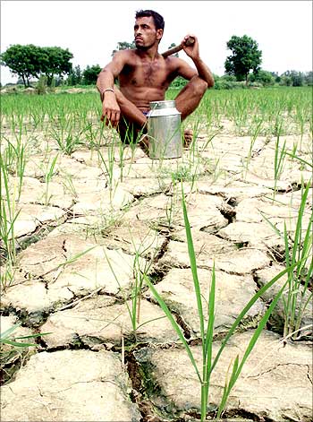 A drought-hit farmer sits in his paddy field on the outskirts of Ambala, Haryana.