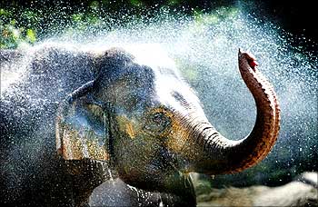 An elephant at Rotterdam Zoo splashes water over itself during the hot weather with temperatures rising in Rotterdam.