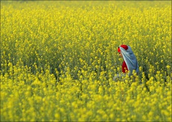 A woman walks in a mustard field in a village near Jhajjar in Haryana.