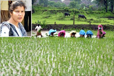 Farmers plant paddy saplings in their fields near Panvel near Mumbai. (Inset) Ulka Mahajan.