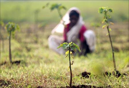 A woman works in a field near Mumbai.