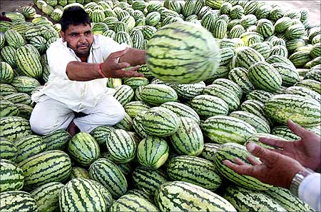 A roadside vendor throws a watermelon towards his customer in the northern Indian city of Chandigarh.
