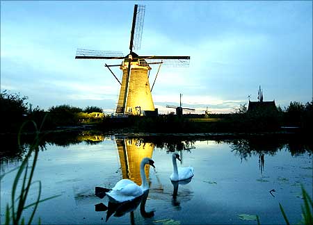 A pair of swans swim in front of a lit up windmill at dusk in Kinderdijk, The Netherlands.