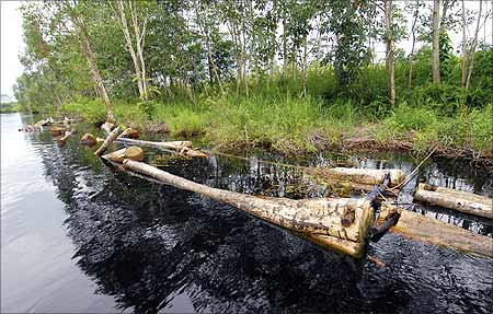 Illegally logged timbers float in a river in a peat area in the Mengkatip district of Indonesia.