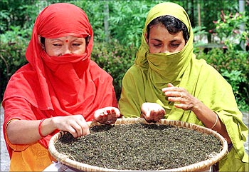 Two women examine processed tea leaves at a tea garden.