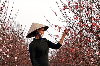 A farmer tends to peach blossom trees in her garden.