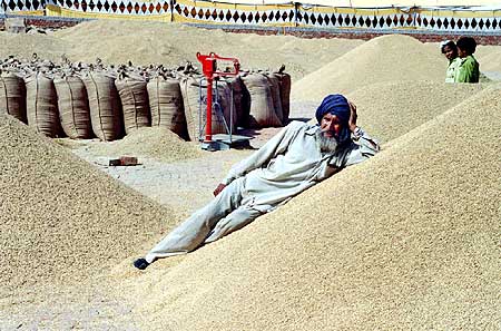 An Indian farmer rests on the heap of paddy while awaiting for prospective buyers.