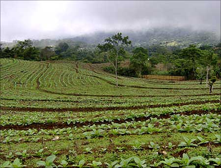 A tobacco plantation