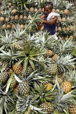 A labourer arranges pineapples at a wholesale fruit market in Siliguri.