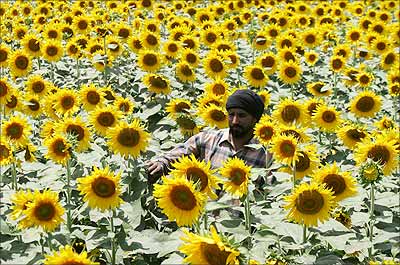 A farmer walks through his sunflower crop in a farm at Dayalpura village in Punjab