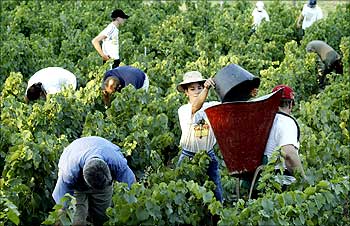 Workers pick grapes in early morning light, as a heatwave continues in France, on the first day of the harvest in a Beaujolais vineyard.