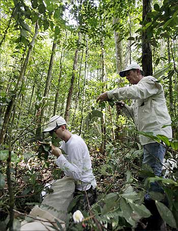 Brazilian researchers check plants in Sao Sebastiao de Cuieiras near the Cuieiras river in the Brazil's Amazon rain forest.