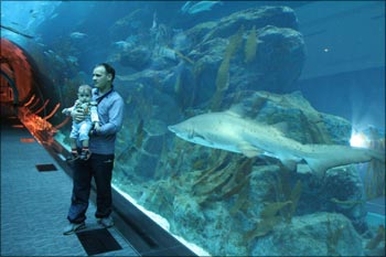 An aquarium in a mall in Dubai.