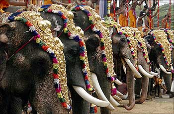 Decorated elephants take part in the Trichur Pooram festival in Trichur in Kerala.