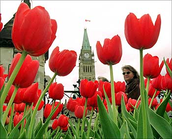 A woman walks past a bed of tulips planted in front of Parliament Hill in Ottawa.
