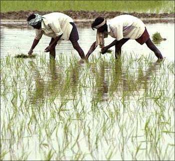 Farmers working in a paddy field.
