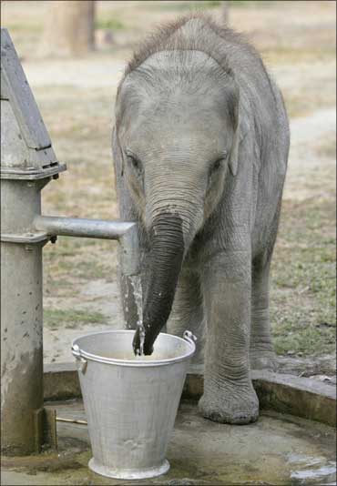 Torsha, a four-year-old orphan elephant drinks water in Jaldapara Wildlife Sanctuary.