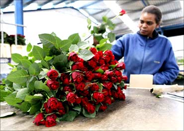 A worker arranges roses for export to the Europe at the Maridadi flowers' warehouse in Naivasha.