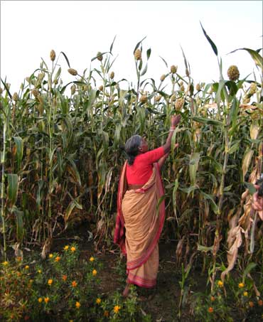 Of Kisan Swaraj and farmer suicides