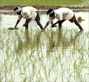 Orissa: 10,991 villages lost over 50% crop