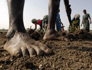 Villagers working in a field under the NREGA programme.