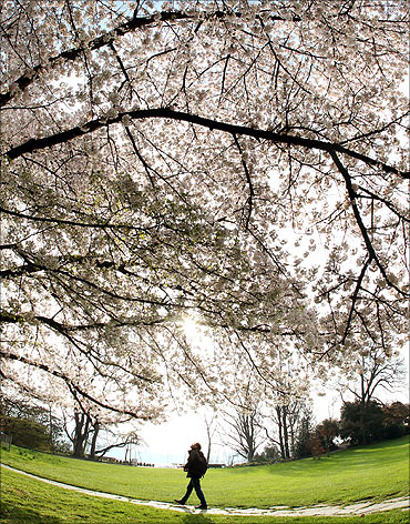 A man walks past a blooming tree in Zurich.