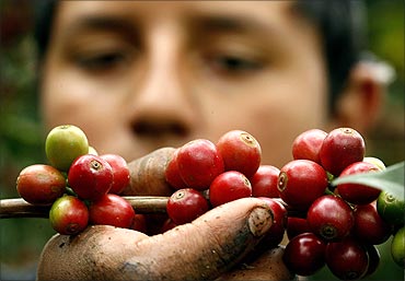 Moises Araya, 12, picks red ripe coffee beans at a plantation in San Miguel de Naranjo, San Jose.