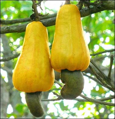 India, one of the largest producer of cashew nuts.