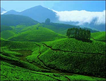 India, a leading exporter of tea.
