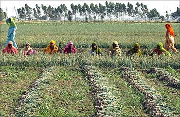Women labourers work in an onion field at Rambha village of Karnal district.